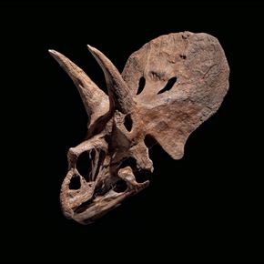 Triceratops Skull 'Triceratops Prorsus'
