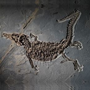 Extraordinary Prehistoric Crocodilian