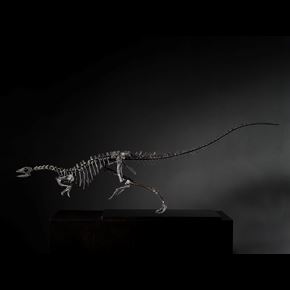 Nanosaurus Skeleton