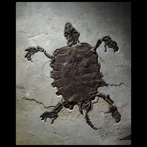 Prehistoric Giant Turtle