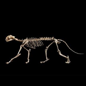 Sabre Cat ‘Nimravidae’ Skeleton