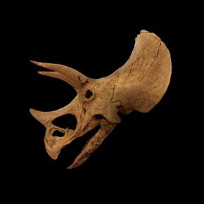 The Harrods Triceratops Skull